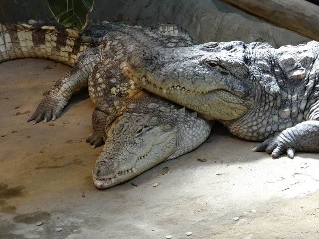 Crocodylus niloticus