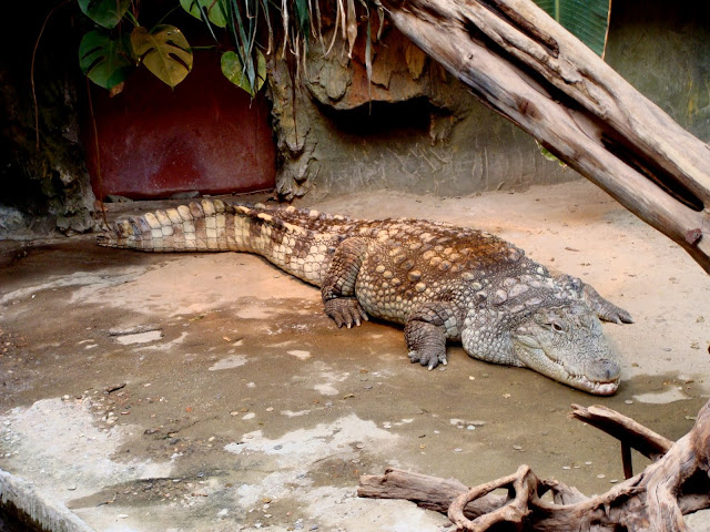 Crocodylus niloticus