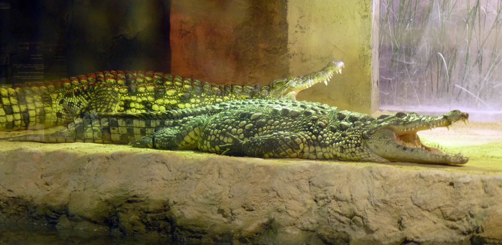 Crocodylus niloticus