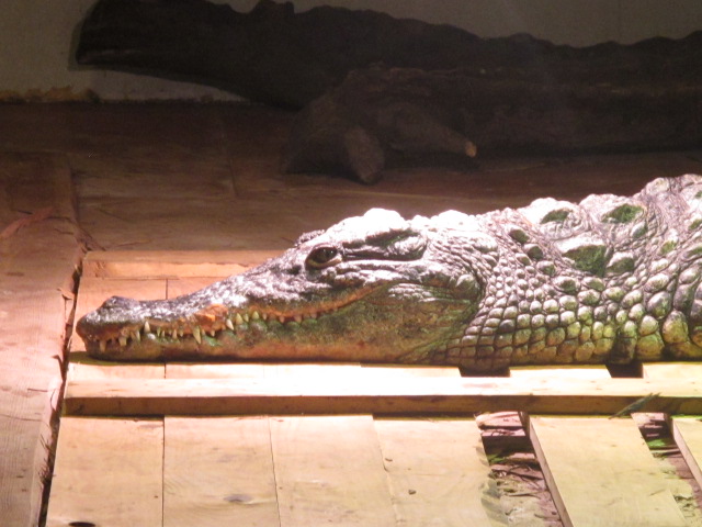 Crocodylus niloticus