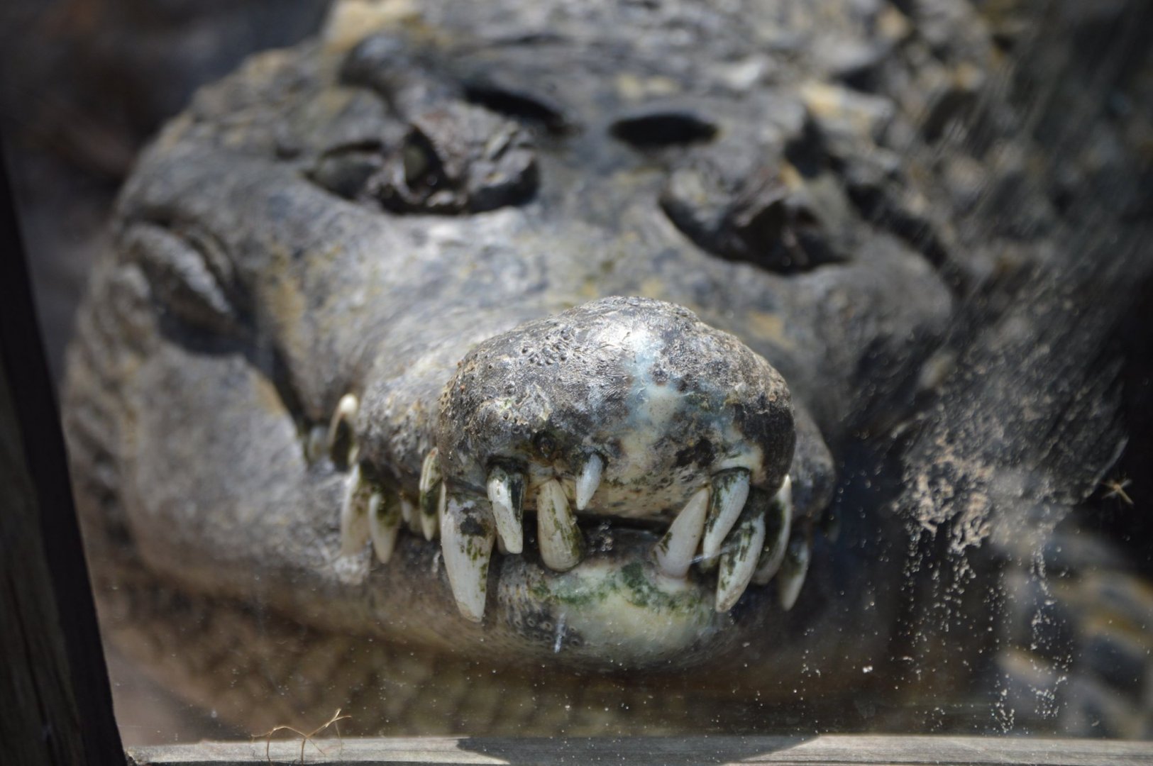 Crocodylus novaeguineae