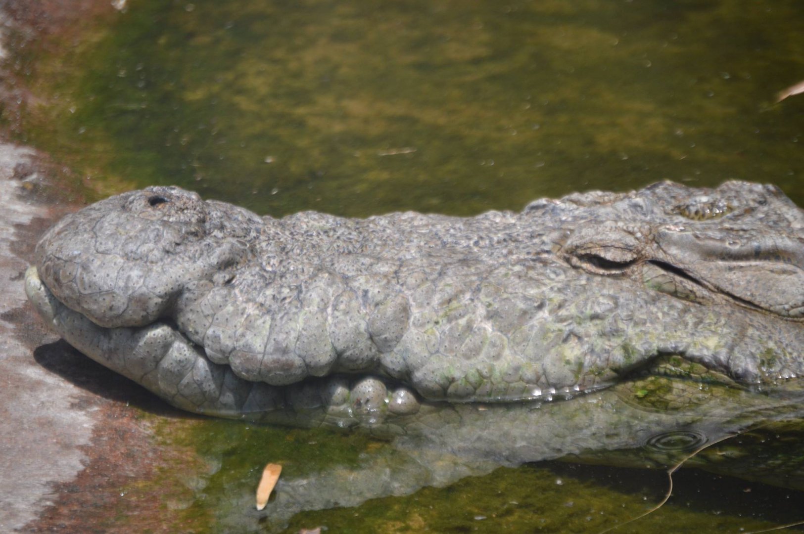 Crocodylus palustris