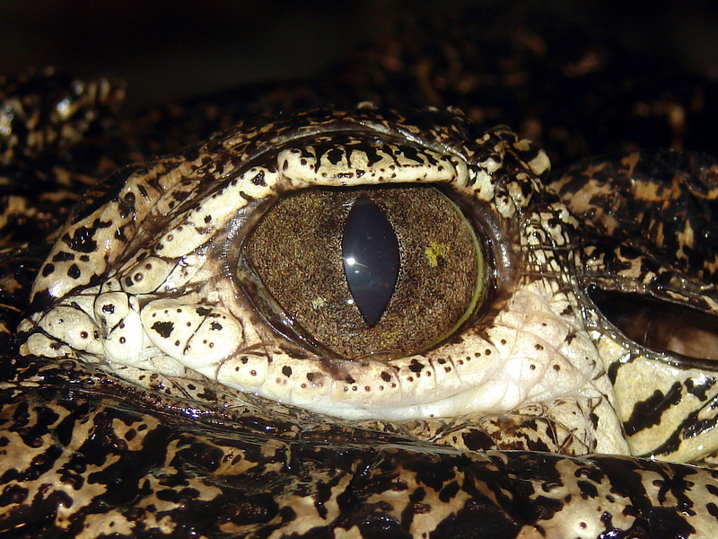 Crocodylus rhombifer / Cuban crocodile (eye)