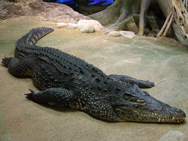 Crocodylus rhombifer / Cuban crocodile