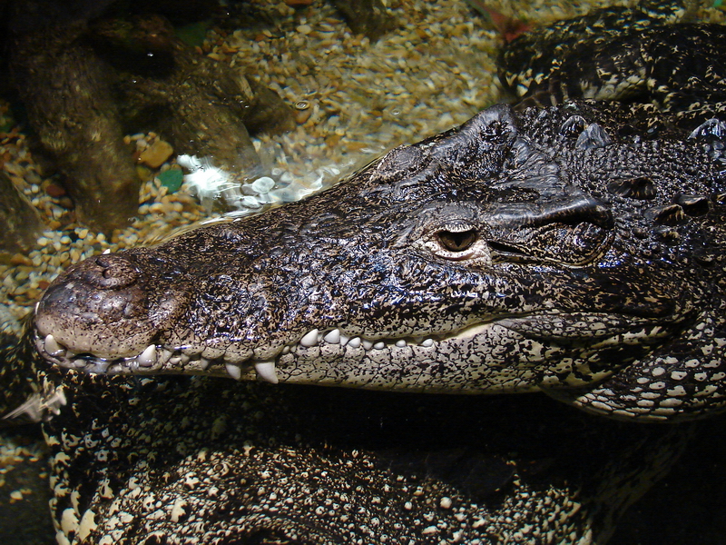 Crocodylus rhombifer / Cuban crocodile