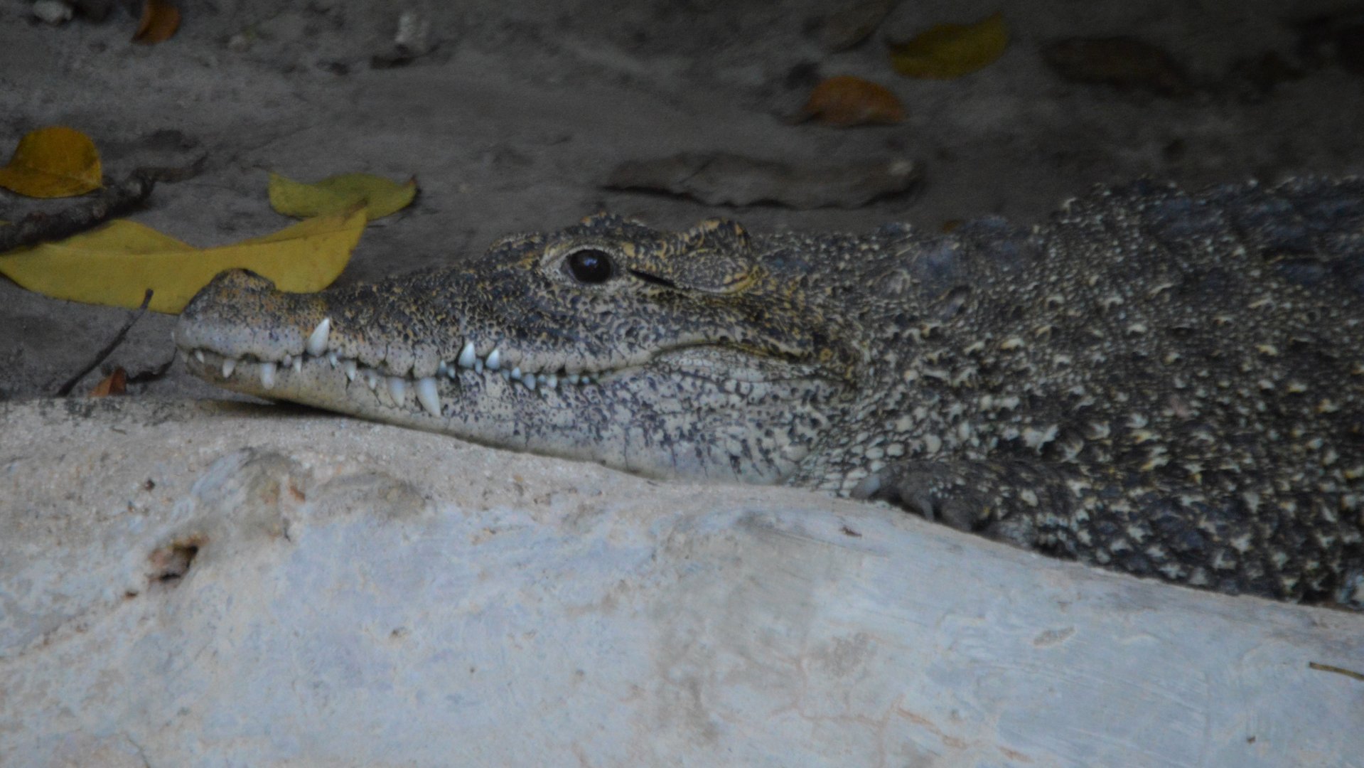 Crocodylus rhombifer