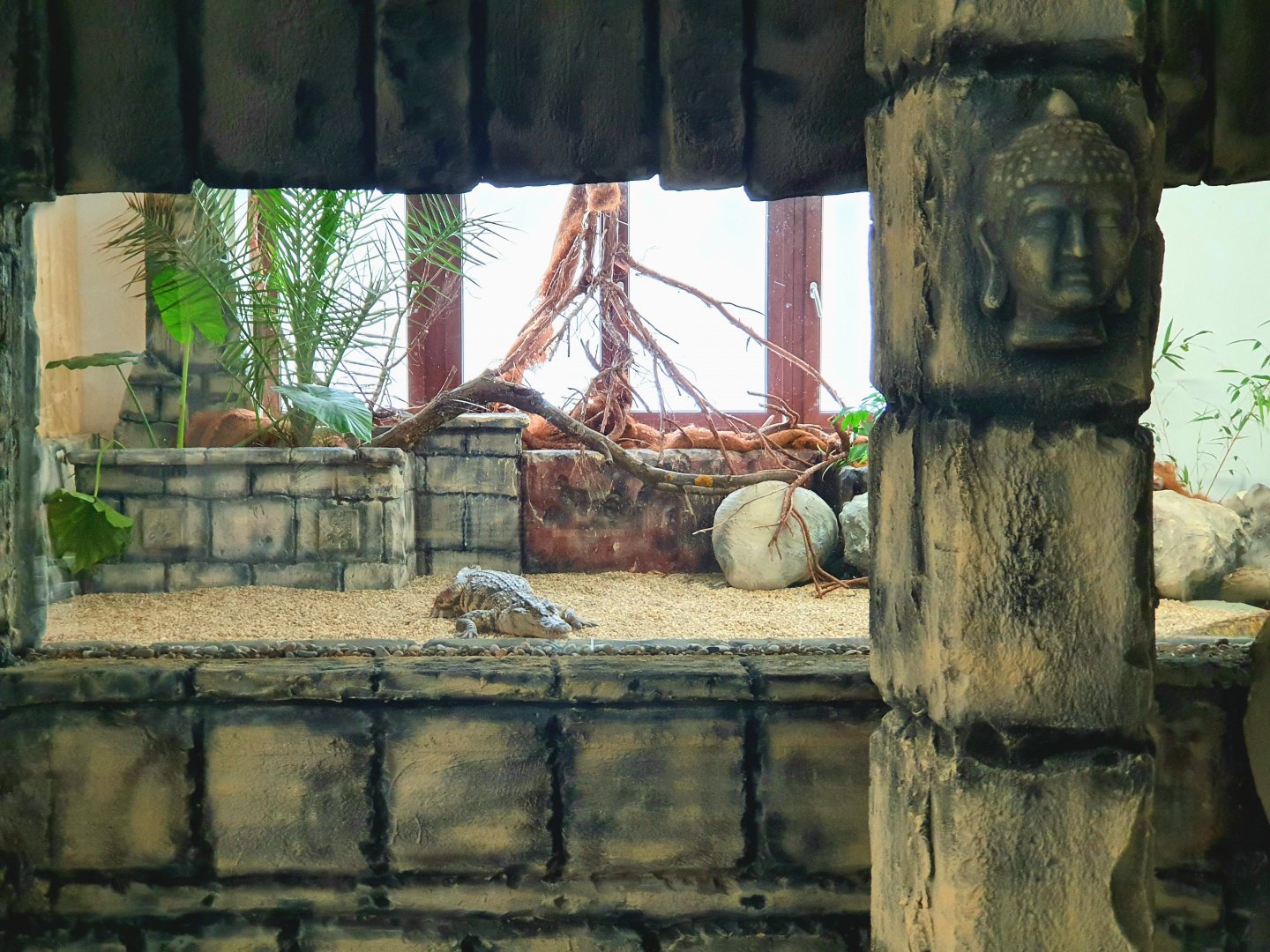 Crocodylus siamensis - Crocodile Forest || South-East Asia