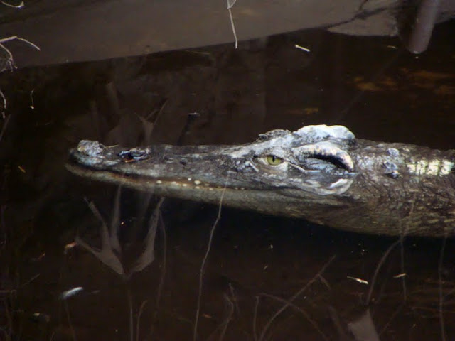 Crocodylus siamensis