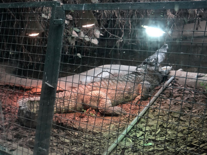 Crocodylus siamensis