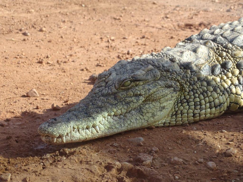 Crocoparc Agadir - Madagascan Nile crocodile (close-up)
