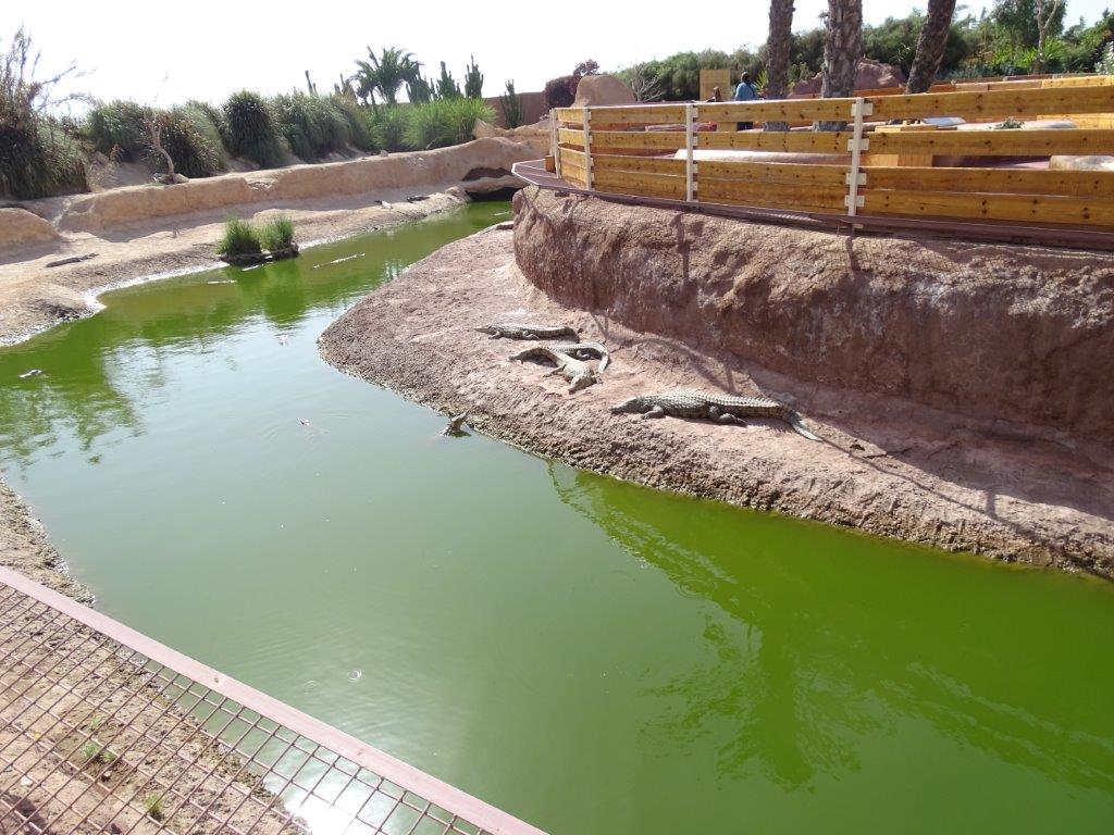 Crocoparc Agadir - Madagascan Nile crocodile (exhibit)