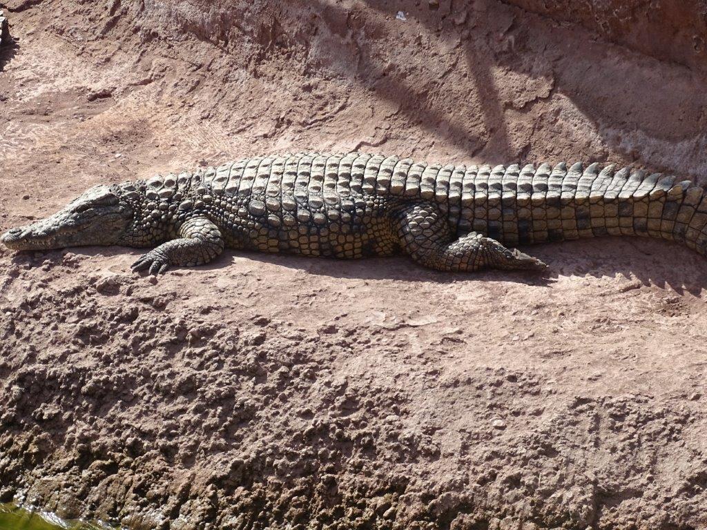 Crocoparc Agadir - Madagascan Nile crocodile