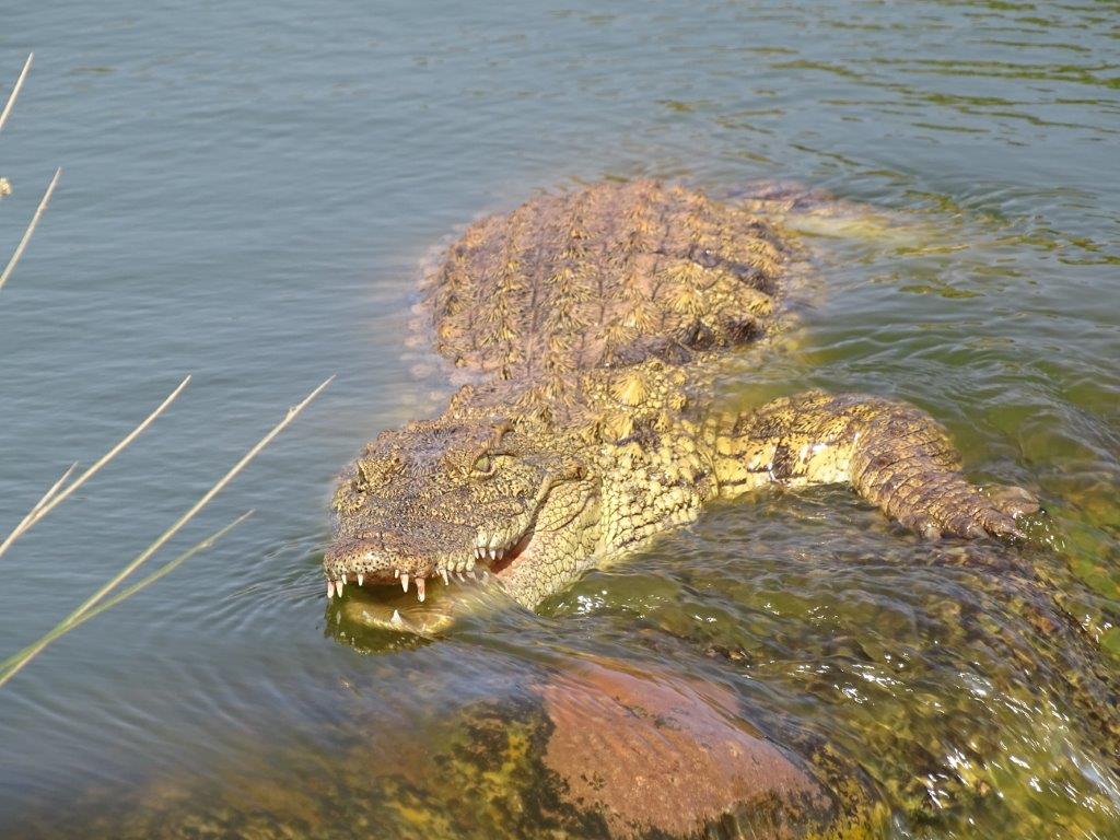 Crocoparc Agadir - Madagascan Nile crocodile