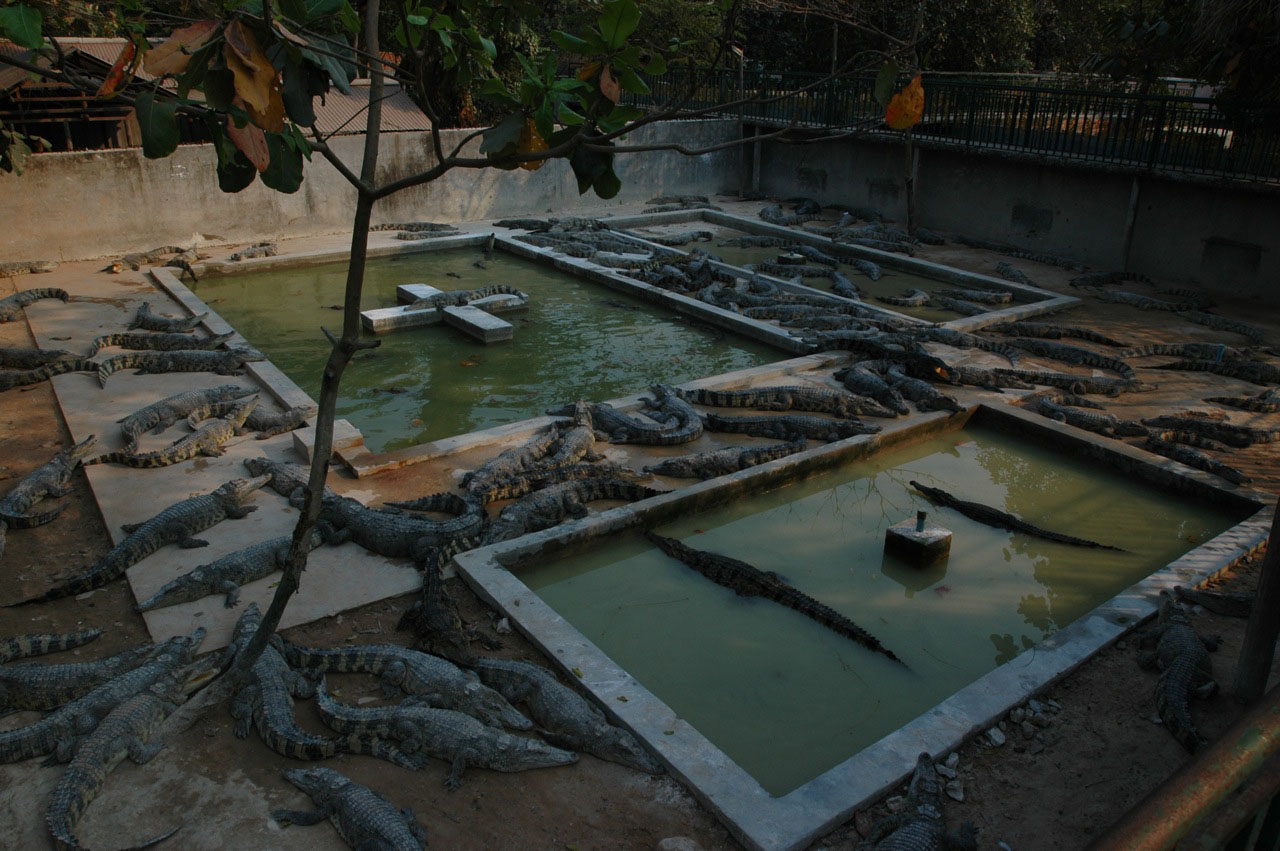 Crocs, Angkor Zoo - 2005