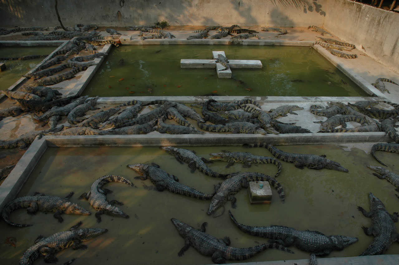 Crocs, Angkor Zoo - 2005