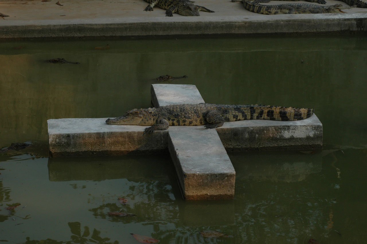 Crocs, Angkor Zoo - 2005