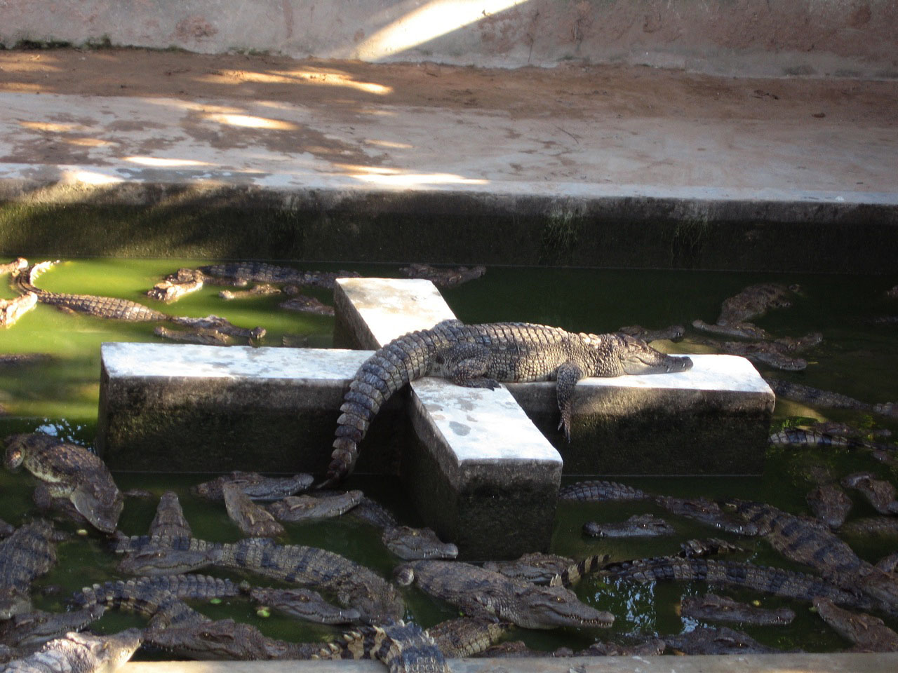 Crocs, Angkor Zoo - 2005