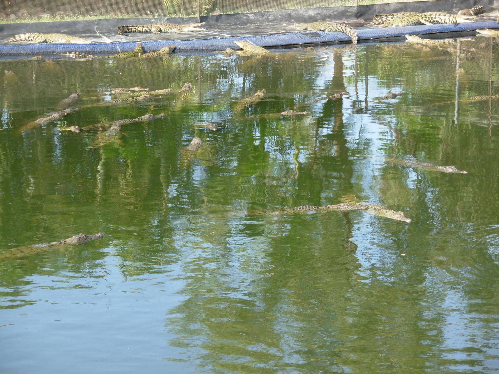 Crocs - Crocodylus Park & Zoo