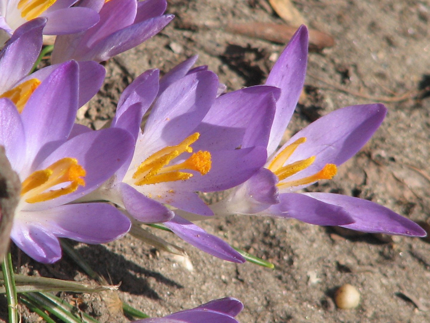 Crocuses?