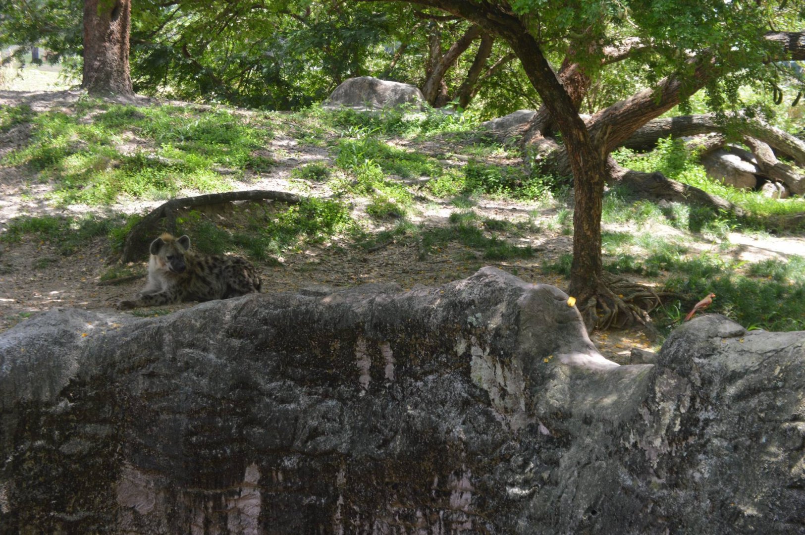 Crocuta crocuta eyeing a Cardinalis cardinalis
