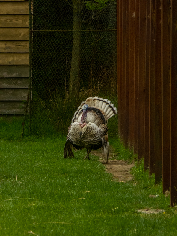 Cröllwitzer Pute (Meleagris gallopavo f. domestica),