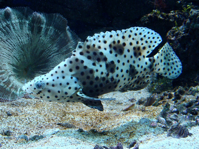 Cromileptes altivelis