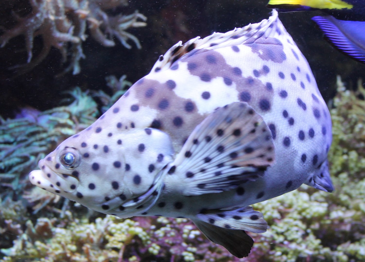 Cromileptes altivelis