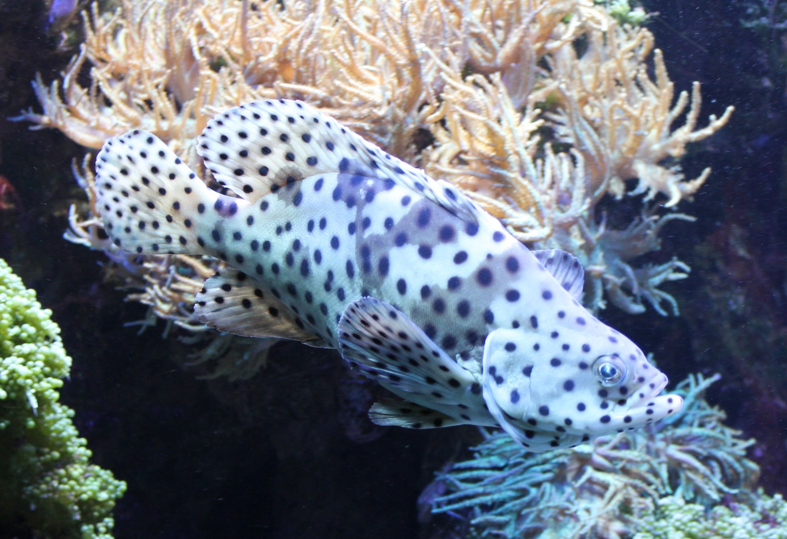 Cromileptes altivelis