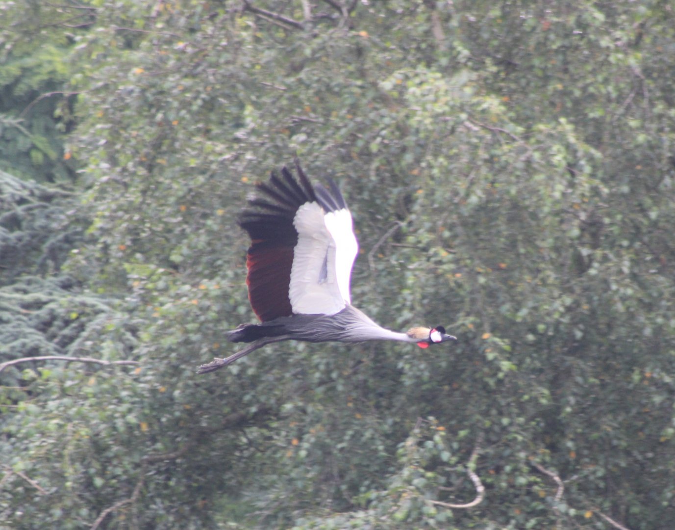 Croned crane - part of the Bird-show