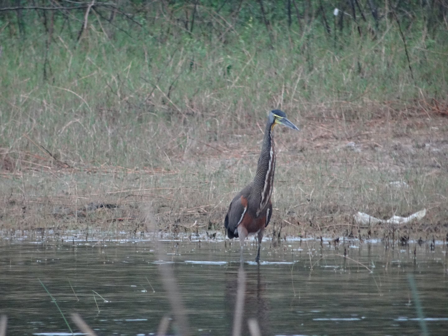Crooked Tree- Bare-Throated Tiger Heron