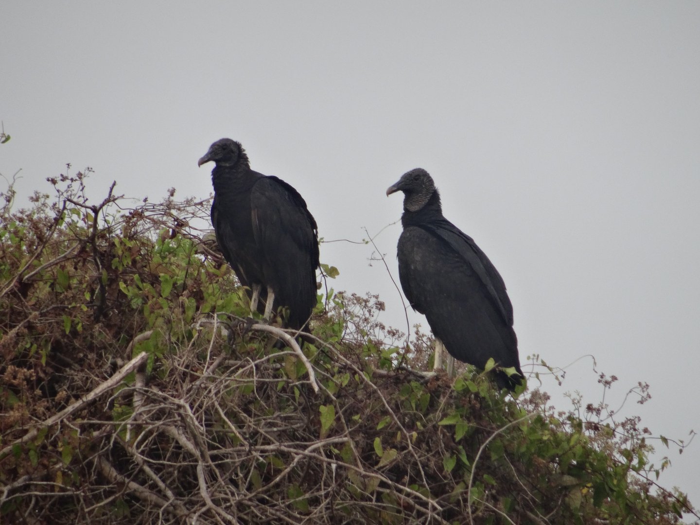 Crooked Tree- Black Vultures