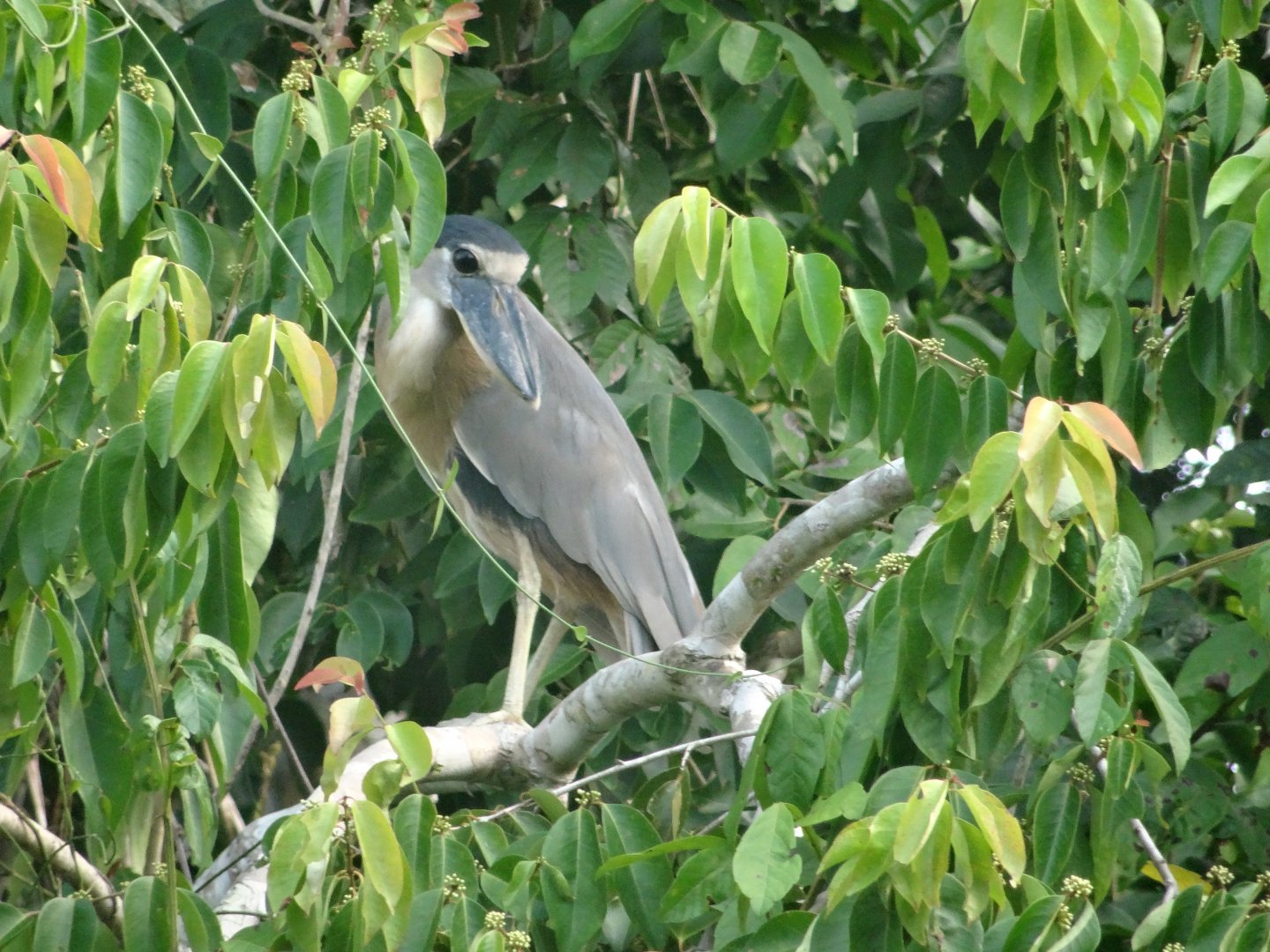 Crooked Tree- Boat-Billed Heron