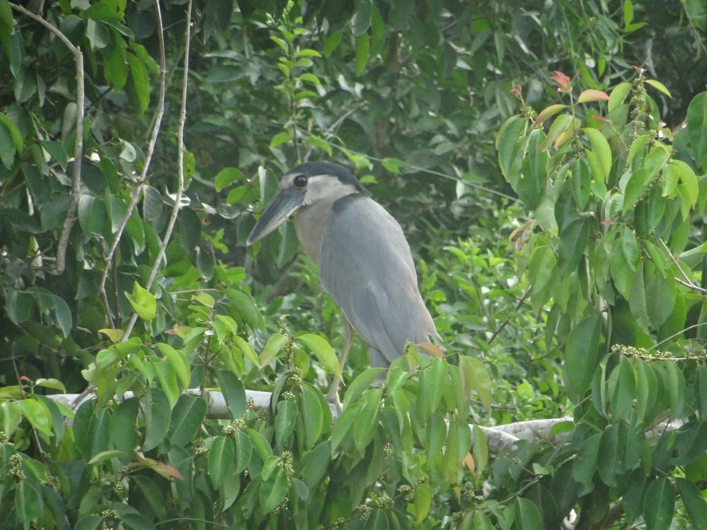 Crooked Tree- Boat-Billed Heron