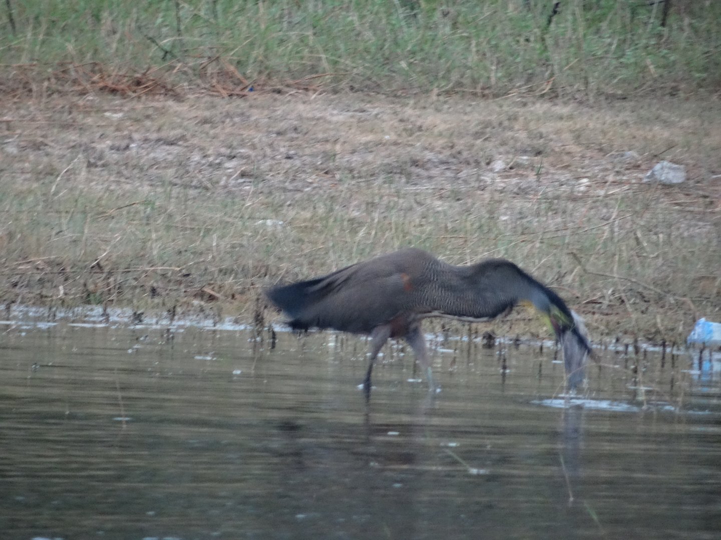Crooked Tree- Breakfast for a Bare-Throated Tiger Heron