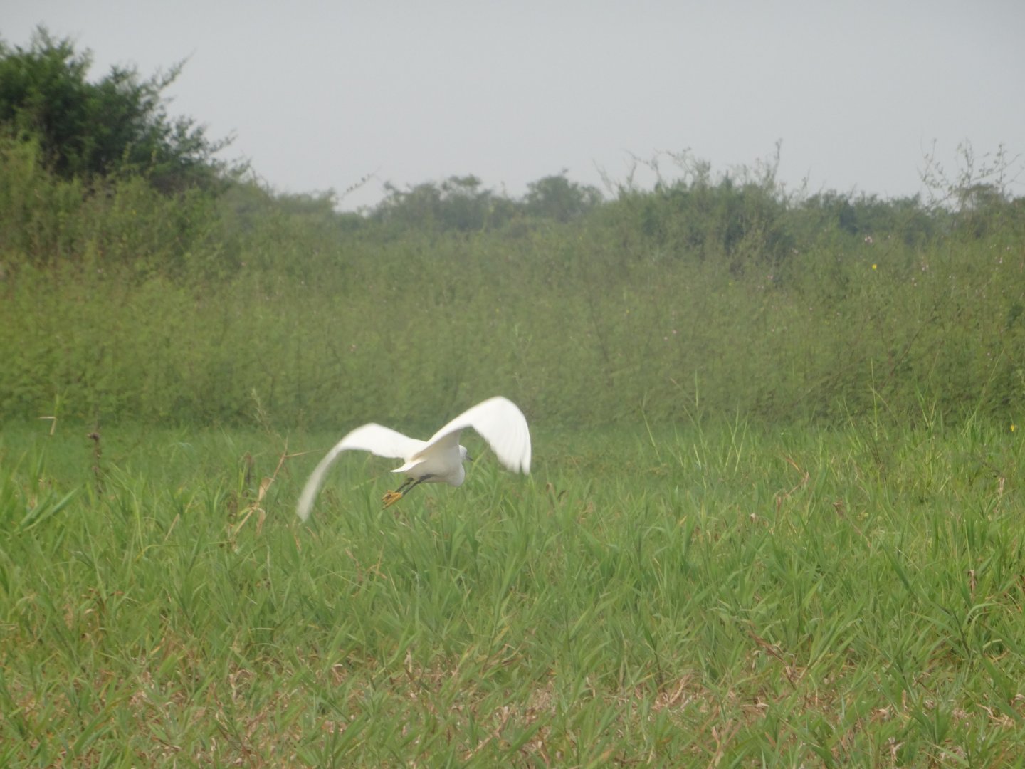 Crooked Tree- Egret in Flight