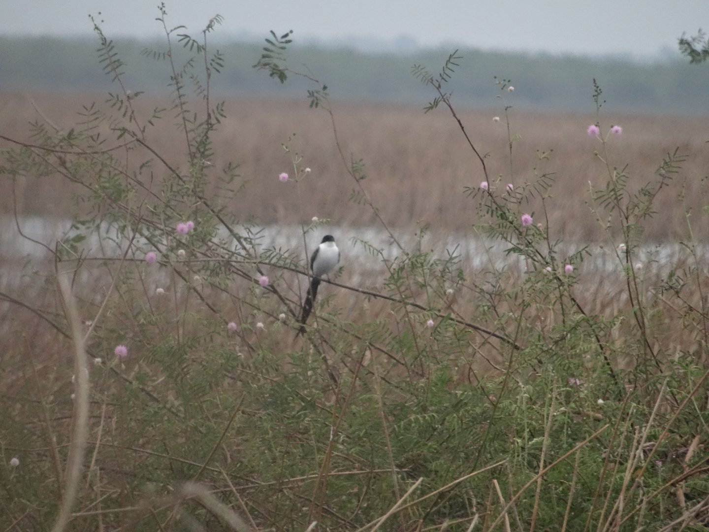Crooked Tree- Fork-Tailed Flycatcher