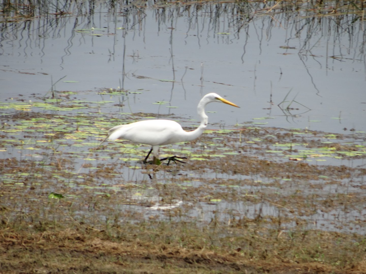 Crooked Tree- Great Egret
