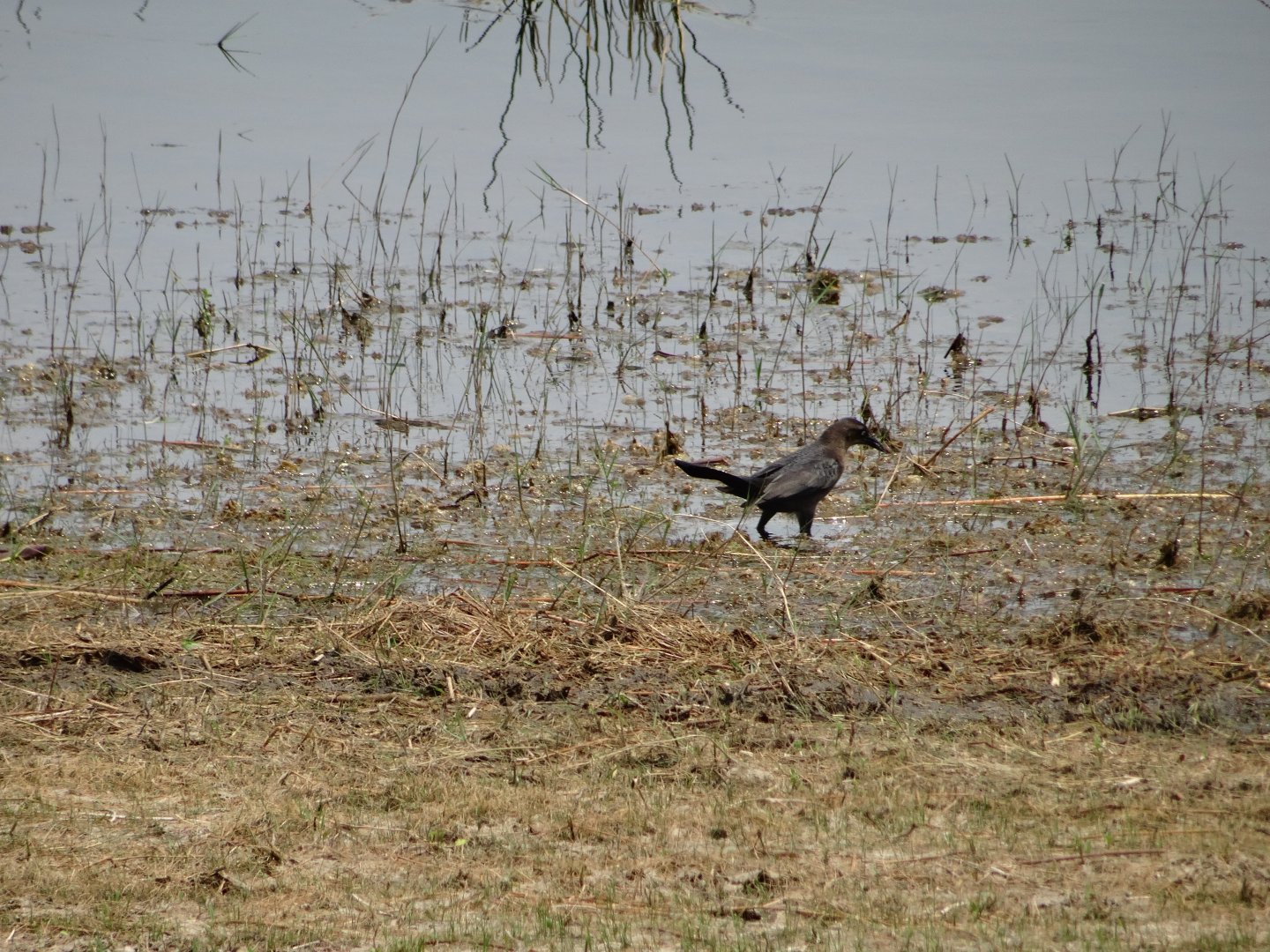 Crooked Tree- Great-tailed Grackle