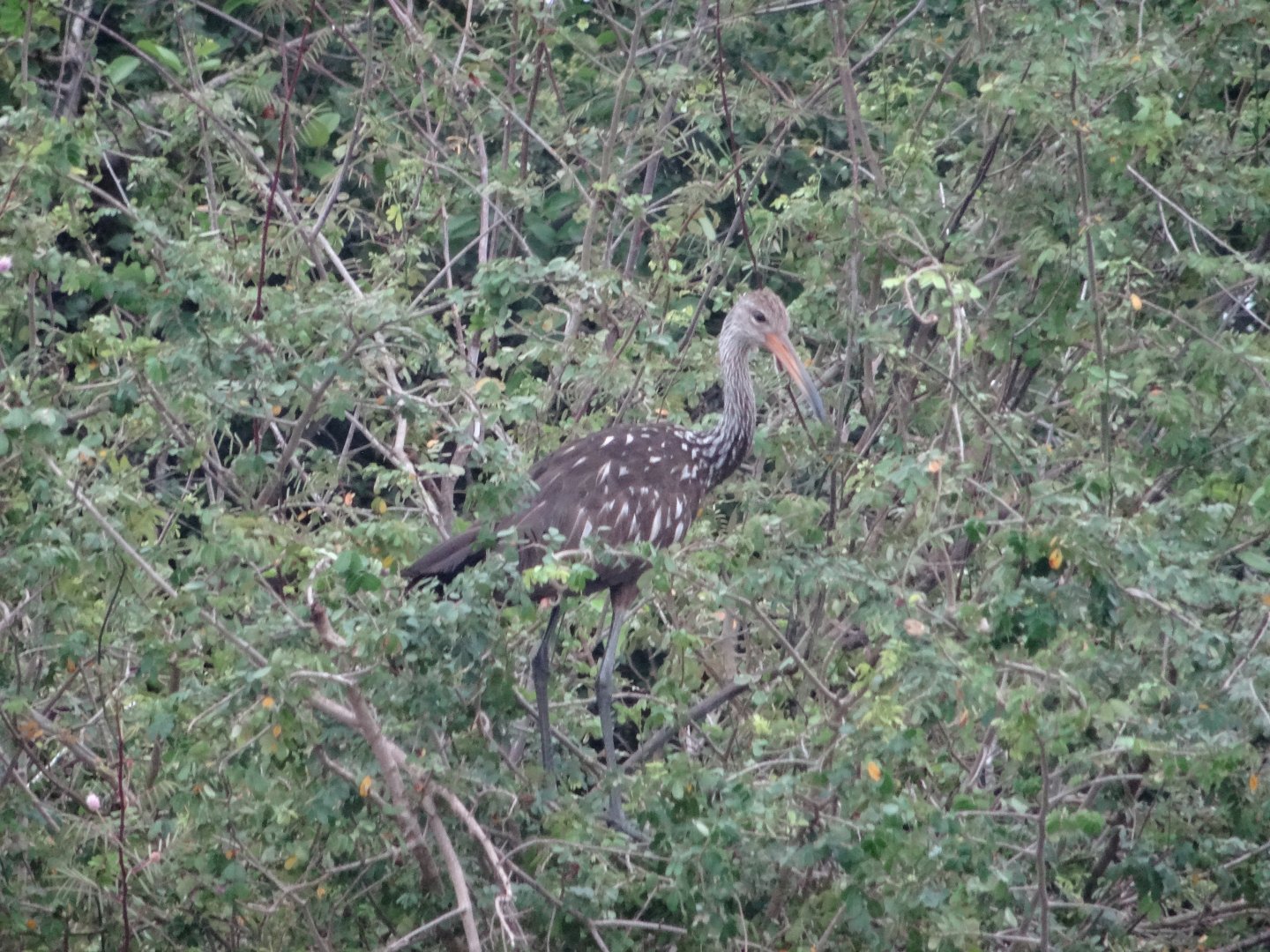 Crooked Tree- Limpkin