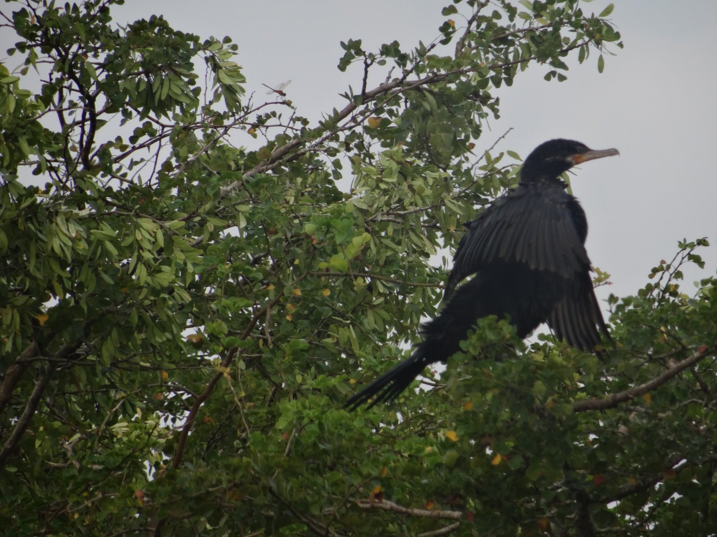 Crooked Tree- Neotropical Cormorant