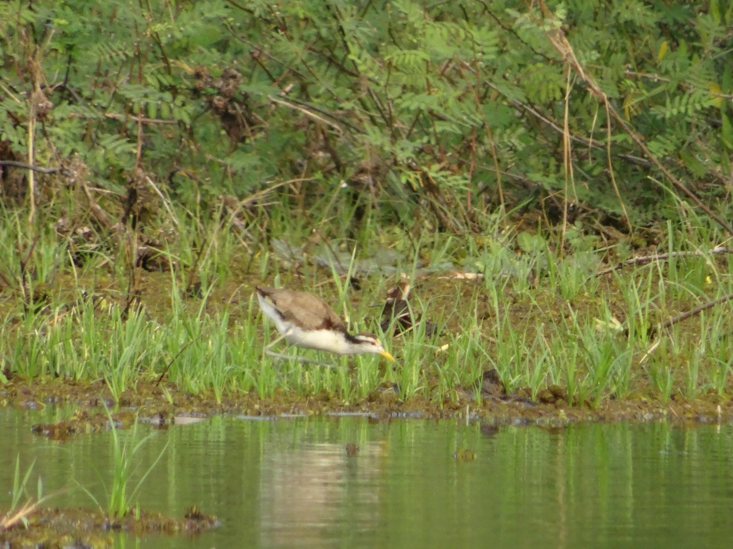 Crooked Tree- Northern Jacana Chick