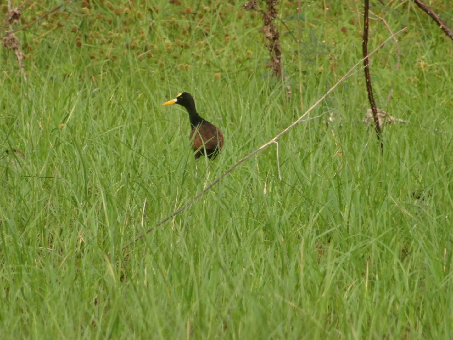 Crooked Tree- Northern Jacana in Tall Grass