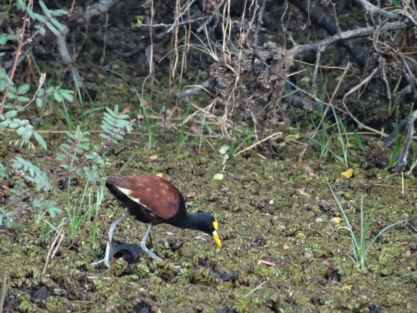 Crooked Tree- Northern Jacana