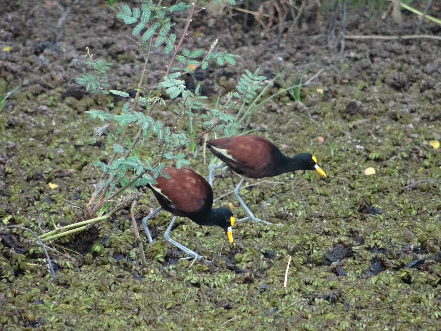 Crooked Tree- Northern Jacanas