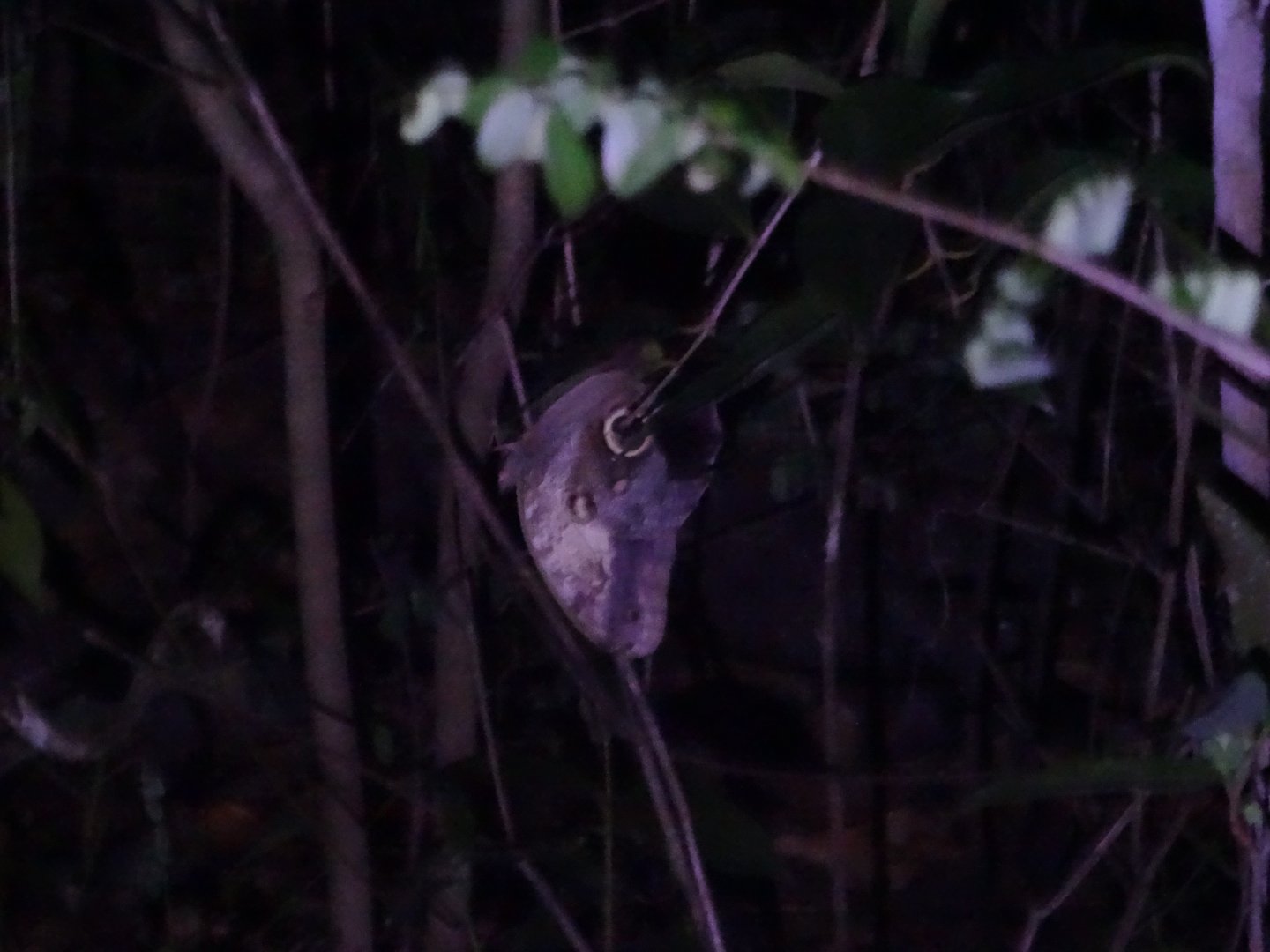 Crooked Tree- Owl Butterfly