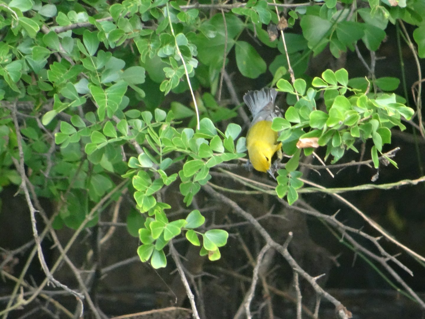 Crooked Tree- Prothonotary Warbler