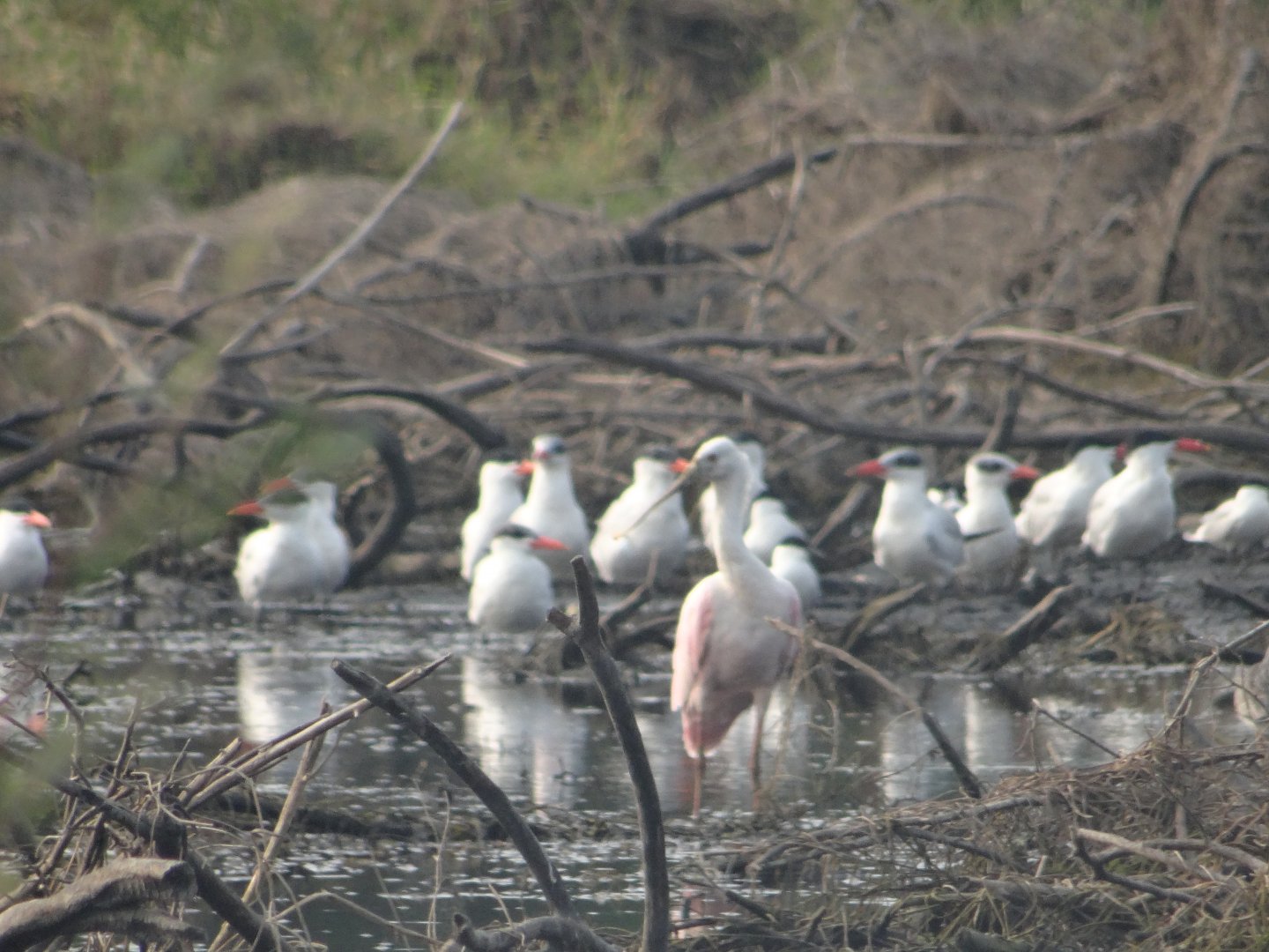 Crooked Tree- Roseate Spoonbill and Caspian Terns