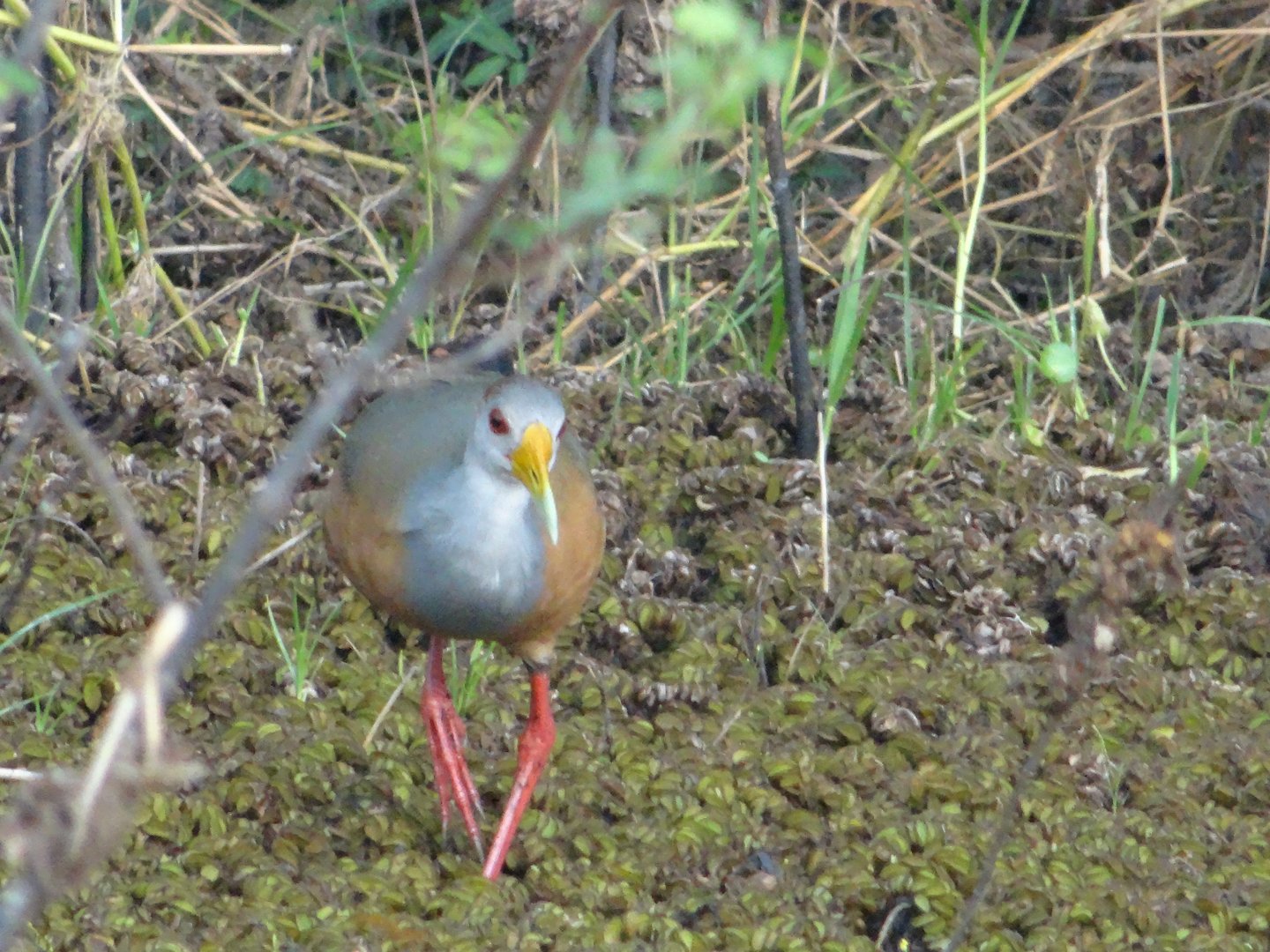 Crooked Tree- Russet-Naped Wood Rail