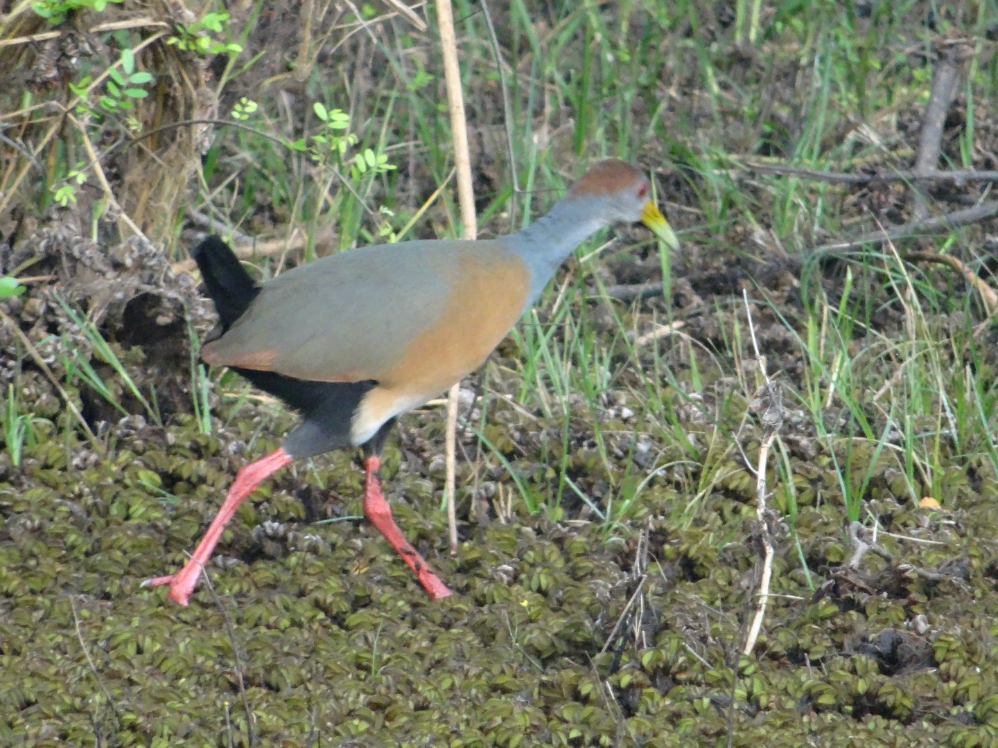 Crooked Tree- Russet-Naped Wood Rail