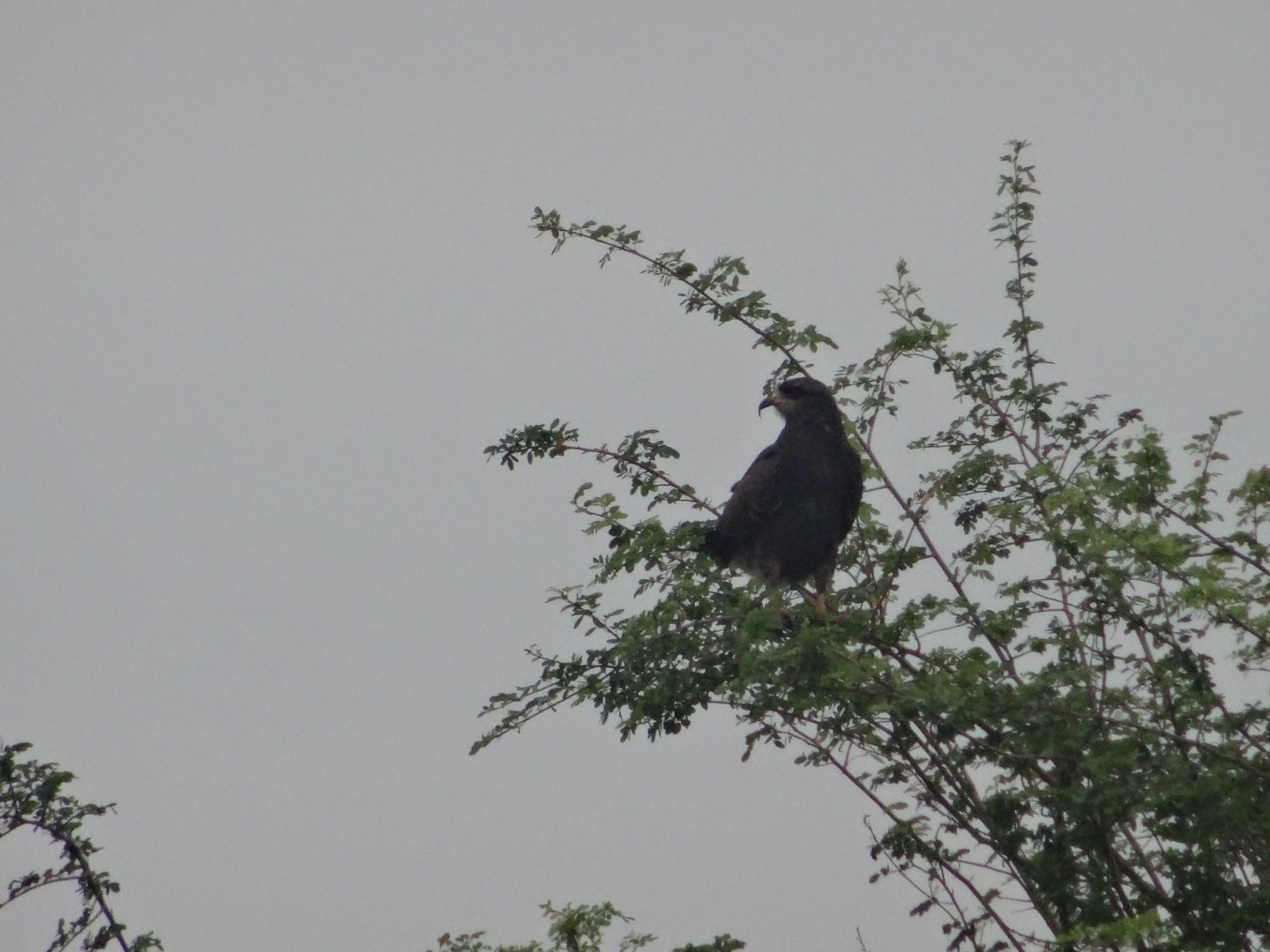 Crooked Tree- Snail Kite